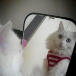 [터.앙/냥이판] 앙칼진 터.앙 김이만두#4(스.압주의)