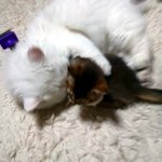 <b>털</b> 밀고 난뒤 화가난 개냥이들을 소개합니다.2[<b>사진</b>많음 스왑주의...