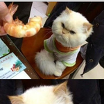 <b>새우</b>를 싫어하는 고양이의 반항