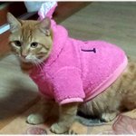 개냥이? 개냥이! 네마리를 소개합니다~^^*