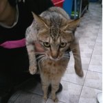 아가고양이 사랑으로 키워주실분