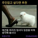 <b>애견</b>을 버리지 맙시다.jpg