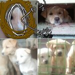 《강아지를찾습니다》 강아지를 누가 훔쳐갔어요 도와주세요ㅠㅠ