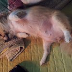 꼬마숙녀*.*호두순덕판! 성장일기는 <b>낼모레</b>올릴게요