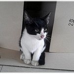 [냥판]<b>매력점</b>의 소유자 박봉구