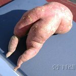 고**  누드