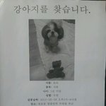 저희 강아지 <b>토리</b>좀 찾아주세요!!!