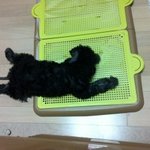 베들링턴 테리어 바니를 소개합니다^^