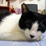 우리이쁜냥이 뿅뿅뿅
