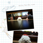 2탄 까칠한숙녀 <b>아지</b>