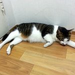 <b>돼지</b>고양이 신나비