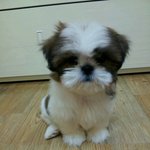 [2탄] 송이, <b>삭발</b>하다