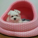 우리집 막내둥이 콩이왕자님을 소개합니다