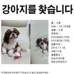 실종 강아지에 대한 제보 받습니다.
