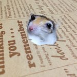 <b>사막</b> 다람쥐 키우기 2탄!!