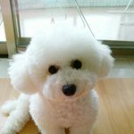 인형같은비숑프리제"써니"를소개합니다