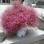 소설) 고개 너머  1