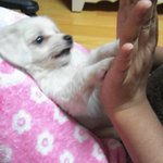 우리집 <b>봉봉</b>이를 소개합니다~