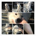 키우던 개를 안락사 시켰어요...