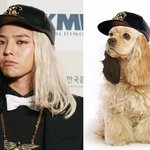 g-dragon과 <b>코카</b>스파니엘(어제 컨셉은 확실했다)
