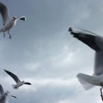 <b>랩</b>은 <b>부산</b>갈매기가 진리다