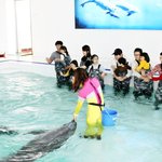[제주도 추천여행] 마린<b>파크</b> 돌고래체험장