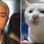 정재용 고양이 발견-
