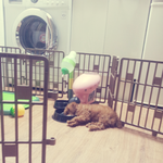 내 <b>달님</b>이의 유별난 잠버릇 ! 우리 멍멍이만 이런거에요 ?