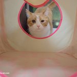 리얼 고양이 다큐 1주일(유봉이네)