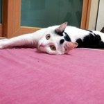 [냥판] <b>대두</b> 김용배의 이제 다 나았다쉬먀!