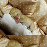 새끼고양이 키우게 된 썰