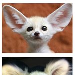 제가 키우는 <b>사막</b>여우