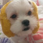 똘<b>망이</b>를 소개합니당_