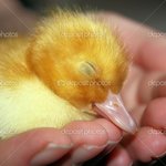 저희집 <b>오리</b>를 한번 소개해보겠습니당ㅋ