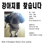 종로에서 강아지를 찾습니다