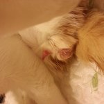 고양이 <b>중성화</b>수술을 시켯는데 원래 이런것맞나요?