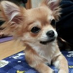 여우매력을 가진 모치의 성장과정