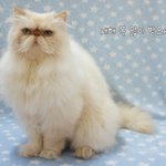 이당당 고양이 난생처음 옷을입다.