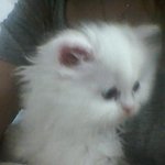 우리집하얀솜뭉치