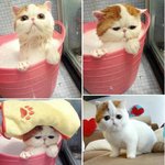 야옹이로 엔톡 <b>정화</b>
