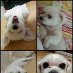 <b>미미</b>&amp;깡깡이 를 소개합니다 그후로7년후..