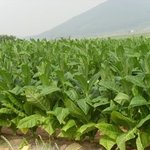 소설) 고개 너머 4