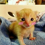 새끼고양이 키우게 된 썰 2탄