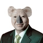 사진有)) 호주 유학중에 코알라한마리 <b>분양</b>받아서 키우고있습니다