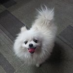 매력쟁이 화이트<b>포</b><b>메</b> 우리 아리^^