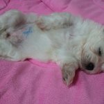 저희집 개롱이(아롱이+초롱이)들을 소개합니다.