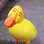 오늘길가다 <b>오리</b>봣어염ㅋㅋㅋㅋ