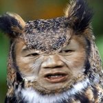 동물<b>원가</b>서 찍은 부엉이