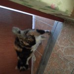 고양이가 자꾸 집에들어오려해요