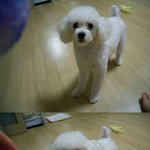 우리집  막내 똥이를 소개합니당~